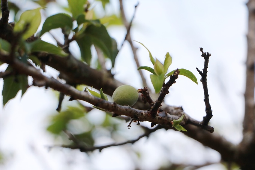 南投賞花之旅。風櫃斗百年梅后、南平山道田有機農場、私房餐廳民宿、小半天石馬公園 x 錫葉藤、賞梅、賞櫻 一次全收錄