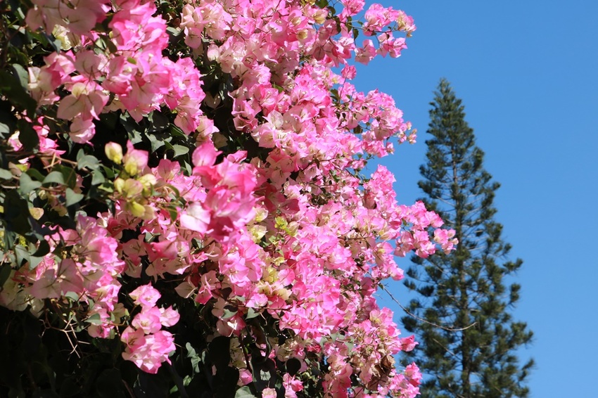 南投賞花之旅。風櫃斗百年梅后、南平山道田有機農場、私房餐廳民宿、小半天石馬公園 x 錫葉藤、賞梅、賞櫻 一次全收錄