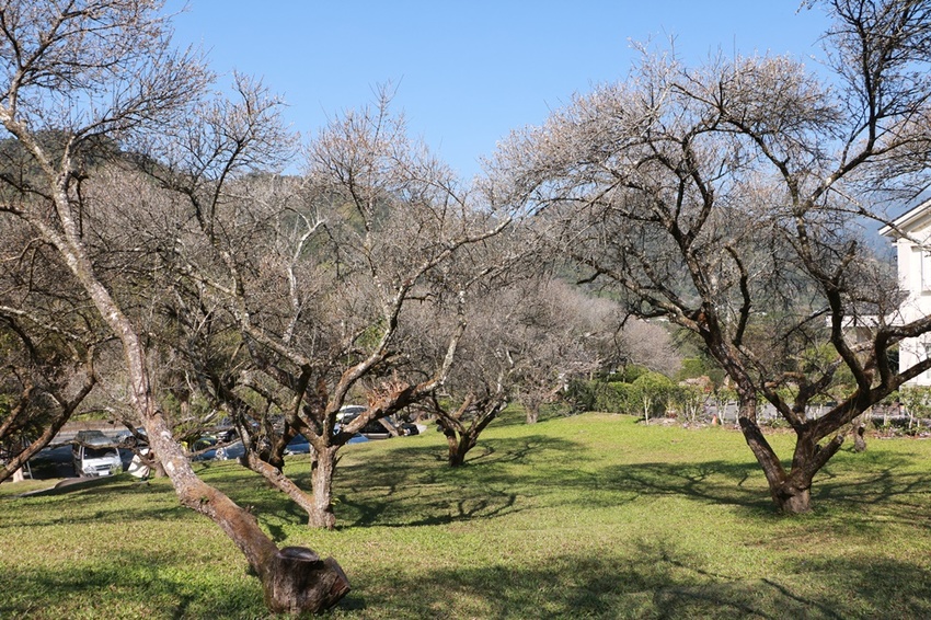 南投賞花之旅。風櫃斗百年梅后、南平山道田有機農場、私房餐廳民宿、小半天石馬公園 x 錫葉藤、賞梅、賞櫻 一次全收錄