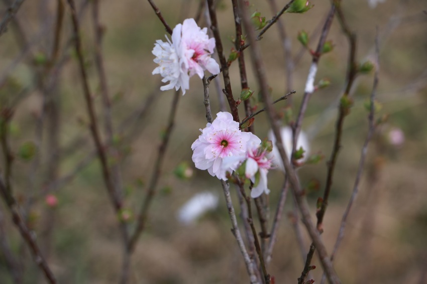 南投賞花之旅。風櫃斗百年梅后、南平山道田有機農場、私房餐廳民宿、小半天石馬公園 x 錫葉藤、賞梅、賞櫻 一次全收錄