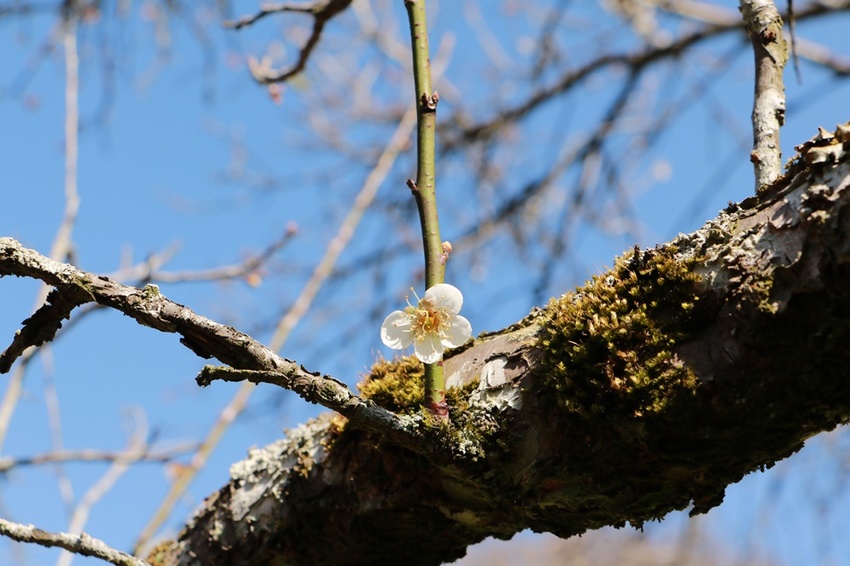 南投賞花之旅。風櫃斗百年梅后、南平山道田有機農場、私房餐廳民宿、小半天石馬公園 x 錫葉藤、賞梅、賞櫻 一次全收錄