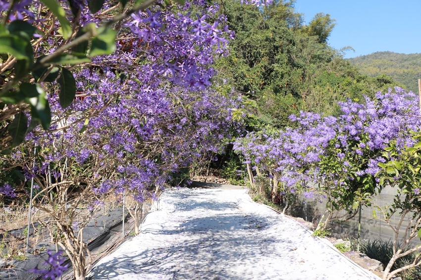 南投賞花之旅。風櫃斗百年梅后、南平山道田有機農場、私房餐廳民宿、小半天石馬公園 x 錫葉藤、賞梅、賞櫻 一次全收錄