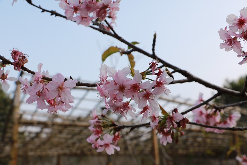 南投賞花之旅。風櫃斗百年梅后、南平山道田有機農場、私房餐廳民宿、小半天石馬公園 x 錫葉藤、賞梅、賞櫻 一次全收錄