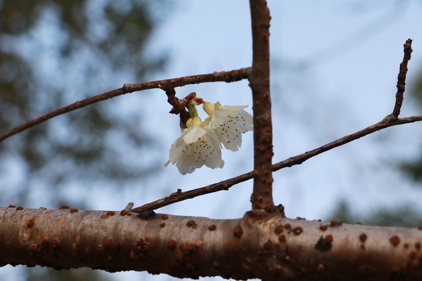 南投賞花之旅。風櫃斗百年梅后、南平山道田有機農場、私房餐廳民宿、小半天石馬公園 x 錫葉藤、賞梅、賞櫻 一次全收錄