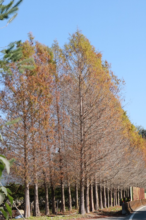 南投賞花之旅。風櫃斗百年梅后、南平山道田有機農場、私房餐廳民宿、小半天石馬公園 x 錫葉藤、賞梅、賞櫻 一次全收錄