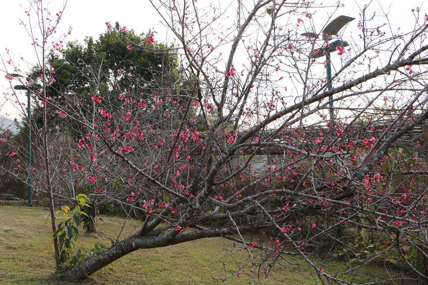南投賞花之旅。風櫃斗百年梅后、南平山道田有機農場、私房餐廳民宿、小半天石馬公園 x 錫葉藤、賞梅、賞櫻 一次全收錄
