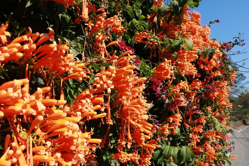 南投賞花之旅。風櫃斗百年梅后、南平山道田有機農場、私房餐廳民宿、小半天石馬公園 x 錫葉藤、賞梅、賞櫻 一次全收錄