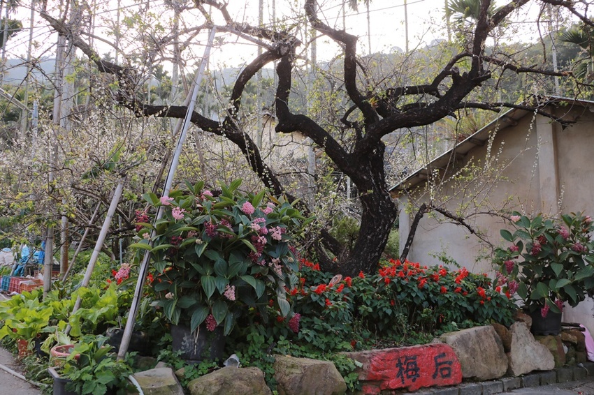 南投賞花之旅。風櫃斗百年梅后、南平山道田有機農場、私房餐廳民宿、小半天石馬公園 x 錫葉藤、賞梅、賞櫻 一次全收錄
