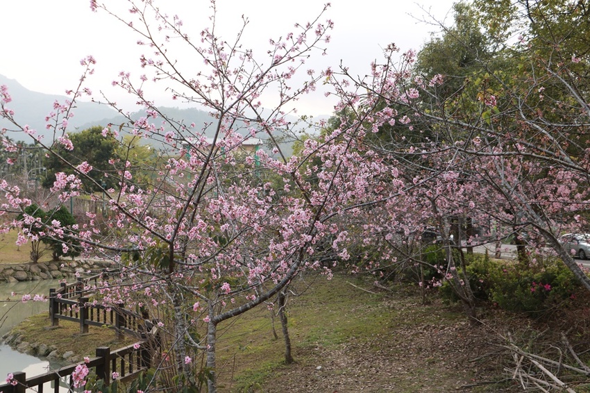 南投賞花之旅。風櫃斗百年梅后、南平山道田有機農場、私房餐廳民宿、小半天石馬公園 x 錫葉藤、賞梅、賞櫻 一次全收錄