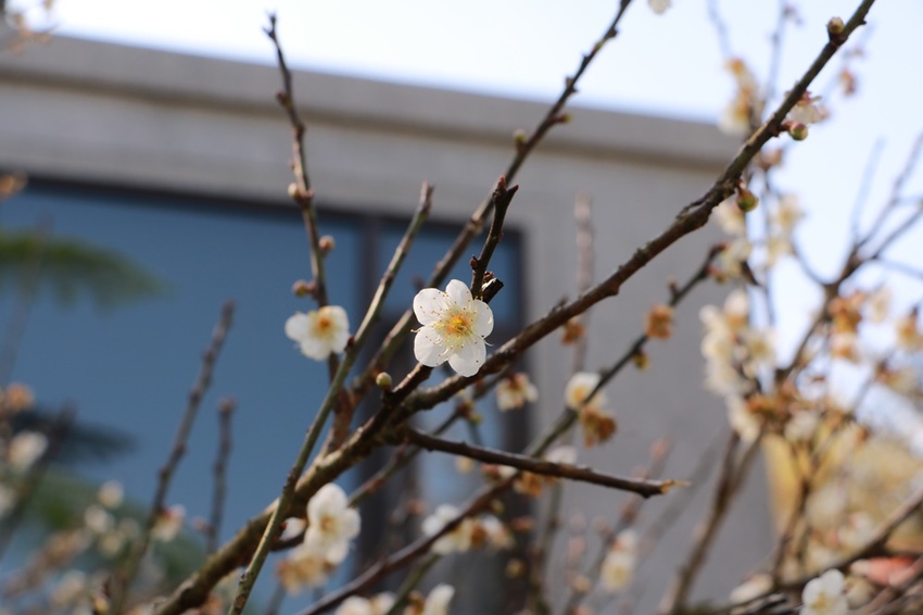 南投賞花之旅。風櫃斗百年梅后、南平山道田有機農場、私房餐廳民宿、小半天石馬公園 x 錫葉藤、賞梅、賞櫻 一次全收錄