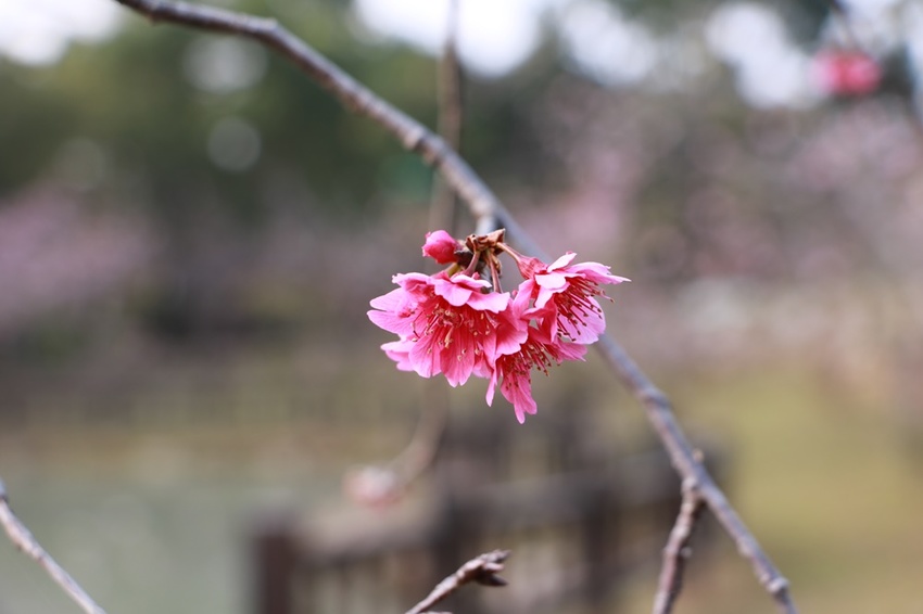 南投賞花之旅。風櫃斗百年梅后、南平山道田有機農場、私房餐廳民宿、小半天石馬公園 x 錫葉藤、賞梅、賞櫻 一次全收錄