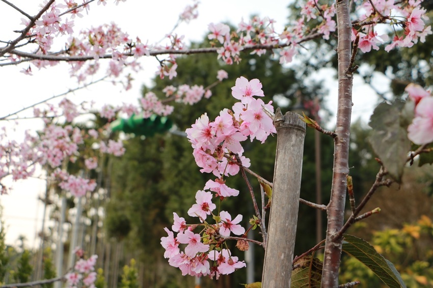 南投賞花之旅。風櫃斗百年梅后、南平山道田有機農場、私房餐廳民宿、小半天石馬公園 x 錫葉藤、賞梅、賞櫻 一次全收錄