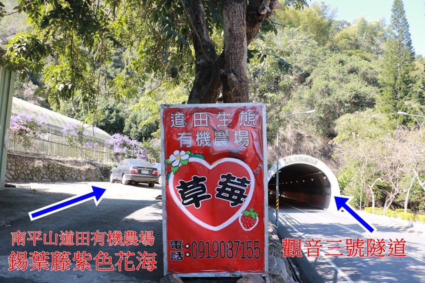 南投賞花之旅。風櫃斗百年梅后、南平山道田有機農場、私房餐廳民宿、小半天石馬公園 x 錫葉藤、賞梅、賞櫻 一次全收錄