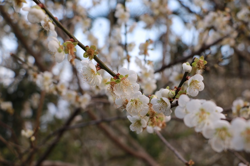 南投賞花之旅。風櫃斗百年梅后、南平山道田有機農場、私房餐廳民宿、小半天石馬公園 x 錫葉藤、賞梅、賞櫻 一次全收錄