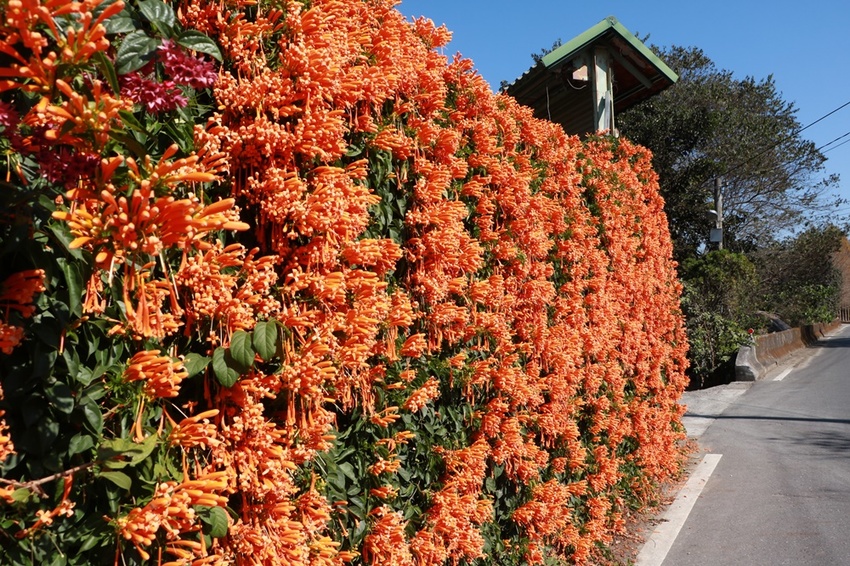 南投賞花之旅。風櫃斗百年梅后、南平山道田有機農場、私房餐廳民宿、小半天石馬公園 x 錫葉藤、賞梅、賞櫻 一次全收錄