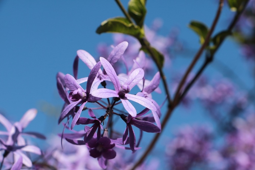 南投賞花之旅。風櫃斗百年梅后、南平山道田有機農場、私房餐廳民宿、小半天石馬公園 x 錫葉藤、賞梅、賞櫻 一次全收錄