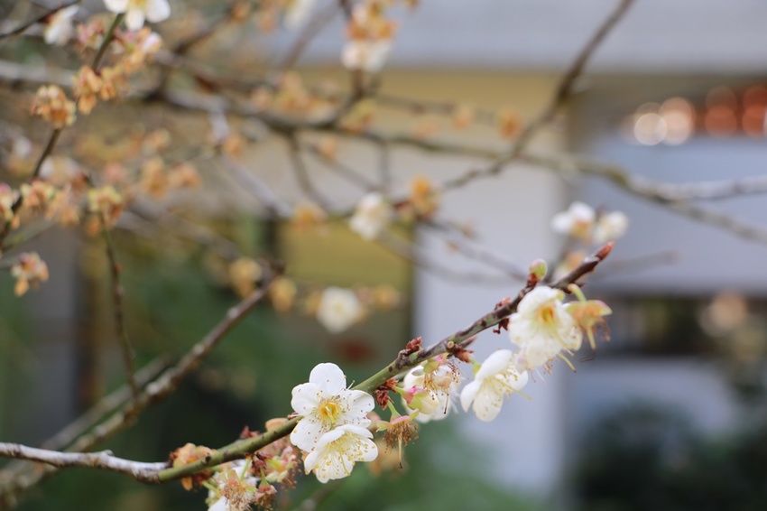 南投賞花之旅。風櫃斗百年梅后、南平山道田有機農場、私房餐廳民宿、小半天石馬公園 x 錫葉藤、賞梅、賞櫻 一次全收錄
