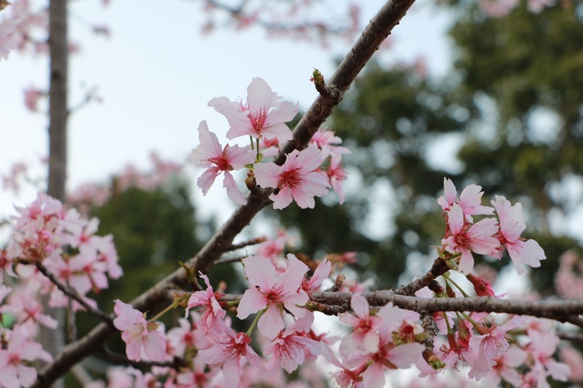 南投賞花之旅。風櫃斗百年梅后、南平山道田有機農場、私房餐廳民宿、小半天石馬公園 x 錫葉藤、賞梅、賞櫻 一次全收錄