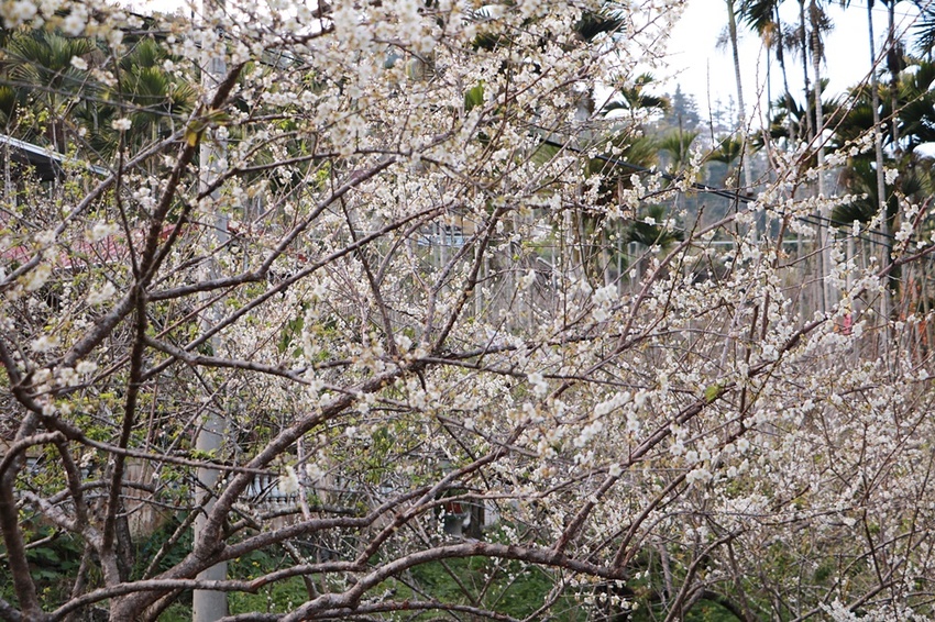 南投賞花之旅。風櫃斗百年梅后、南平山道田有機農場、私房餐廳民宿、小半天石馬公園 x 錫葉藤、賞梅、賞櫻 一次全收錄