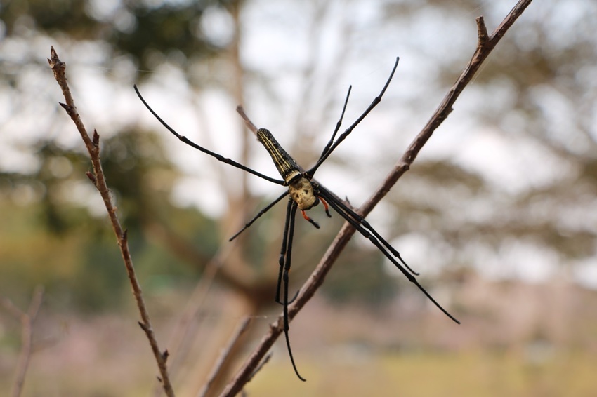 南投賞花之旅。風櫃斗百年梅后、南平山道田有機農場、私房餐廳民宿、小半天石馬公園 x 錫葉藤、賞梅、賞櫻 一次全收錄