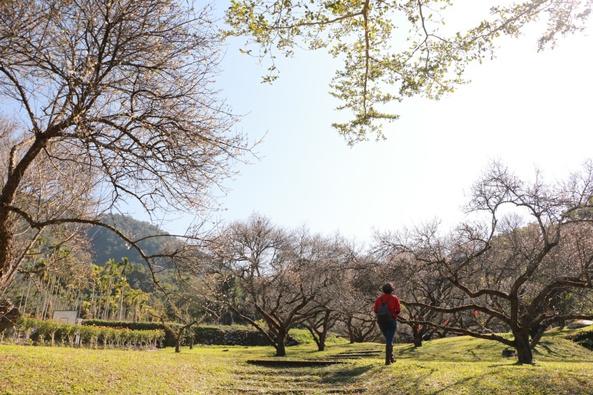 南投賞花之旅。風櫃斗百年梅后、南平山道田有機農場、私房餐廳民宿、小半天石馬公園 x 錫葉藤、賞梅、賞櫻 一次全收錄