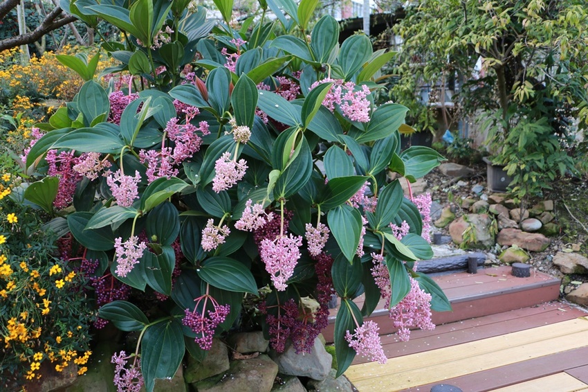 南投賞花之旅。風櫃斗百年梅后、南平山道田有機農場、私房餐廳民宿、小半天石馬公園 x 錫葉藤、賞梅、賞櫻 一次全收錄