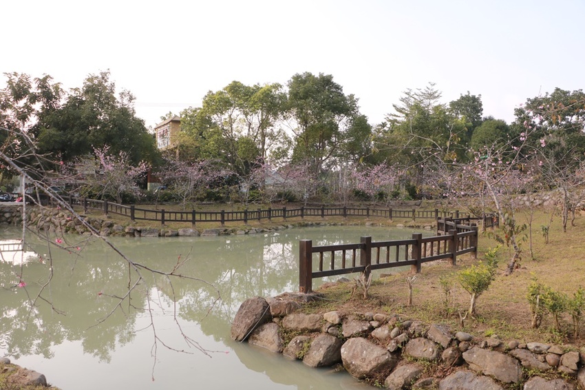 南投賞花之旅。風櫃斗百年梅后、南平山道田有機農場、私房餐廳民宿、小半天石馬公園 x 錫葉藤、賞梅、賞櫻 一次全收錄