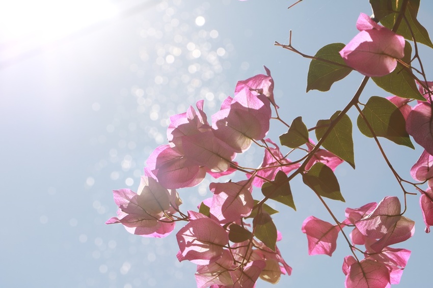 南投賞花之旅。風櫃斗百年梅后、南平山道田有機農場、私房餐廳民宿、小半天石馬公園 x 錫葉藤、賞梅、賞櫻 一次全收錄