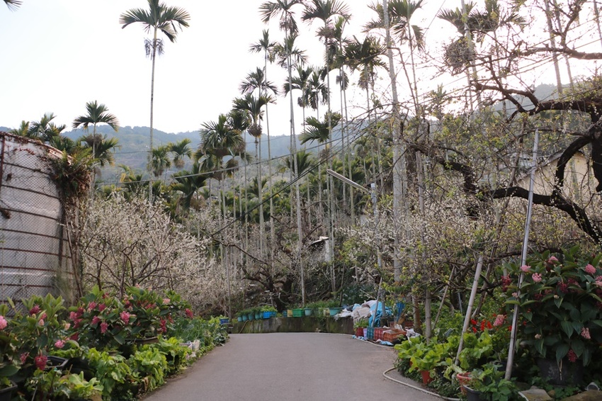 南投賞花之旅。風櫃斗百年梅后、南平山道田有機農場、私房餐廳民宿、小半天石馬公園 x 錫葉藤、賞梅、賞櫻 一次全收錄