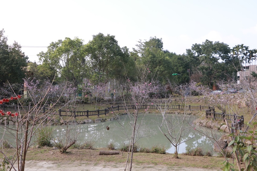 南投賞花之旅。風櫃斗百年梅后、南平山道田有機農場、私房餐廳民宿、小半天石馬公園 x 錫葉藤、賞梅、賞櫻 一次全收錄