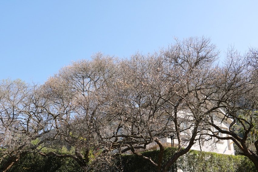 南投賞花之旅。風櫃斗百年梅后、南平山道田有機農場、私房餐廳民宿、小半天石馬公園 x 錫葉藤、賞梅、賞櫻 一次全收錄