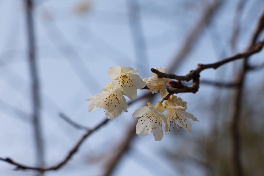南投賞花之旅。風櫃斗百年梅后、南平山道田有機農場、私房餐廳民宿、小半天石馬公園 x 錫葉藤、賞梅、賞櫻 一次全收錄