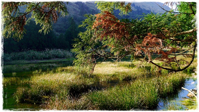 陽明山夢幻湖 陽明山夢幻湖
