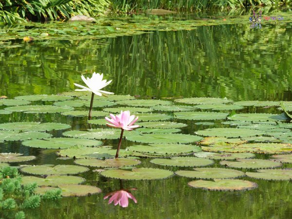 花蓮旅遊,花蓮住宿,自由行,綠柳莊,花蓮民宿,哪哪麻