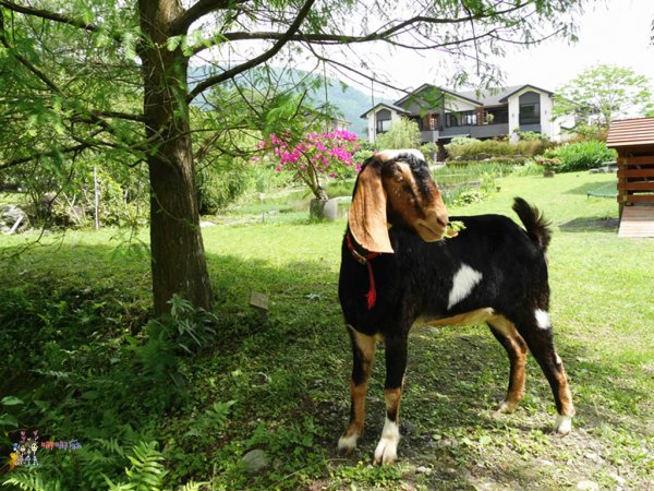 花蓮旅遊,花蓮住宿,自由行,綠柳莊,花蓮民宿,哪哪麻