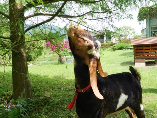 花蓮旅遊,花蓮住宿,自由行,綠柳莊,花蓮民宿,哪哪麻