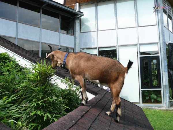 花蓮旅遊,花蓮住宿,自由行,綠柳莊,花蓮民宿,哪哪麻