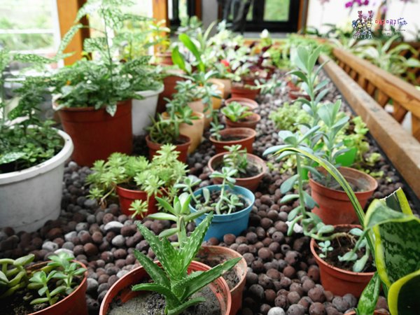 花蓮旅遊,花蓮住宿,自由行,綠柳莊,花蓮民宿,哪哪麻