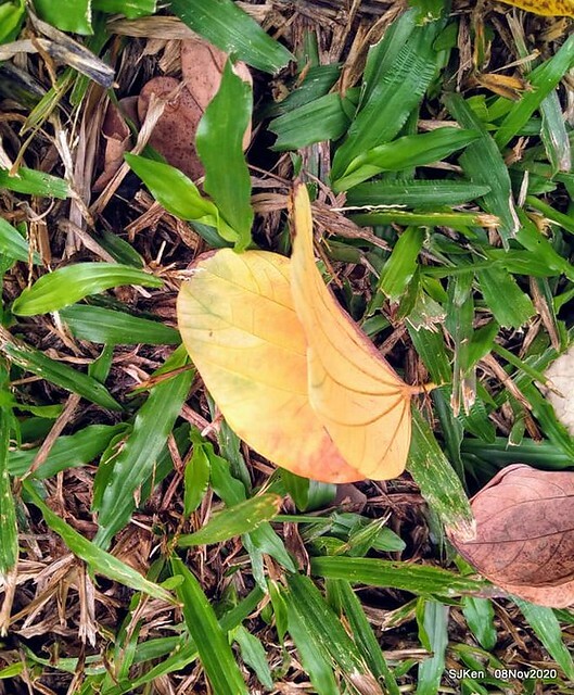 Taichung city plaza park , Taichung, Middle Taiwan, SJKen, Nov 8, 2020.