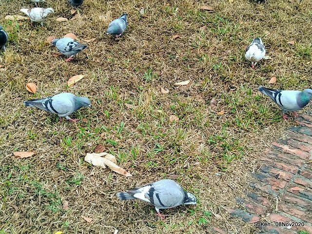 Taichung city plaza park , Taichung, Middle Taiwan, SJKen, Nov 8, 2020.