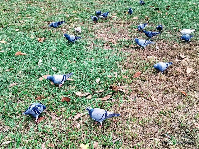 Taichung city plaza park , Taichung, Middle Taiwan, SJKen, Nov 8, 2020.