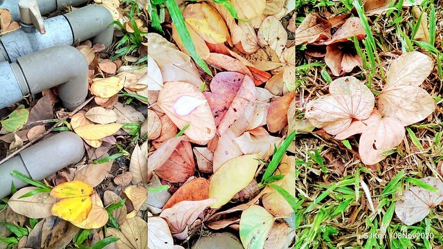 Taichung city plaza park , Taichung, Middle Taiwan, SJKen, Nov 8, 2020.