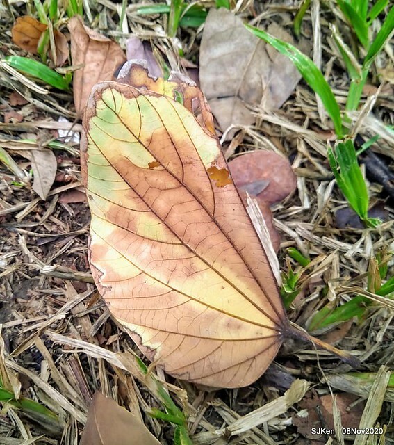 Taichung city plaza park , Taichung, Middle Taiwan, SJKen, Nov 8, 2020.