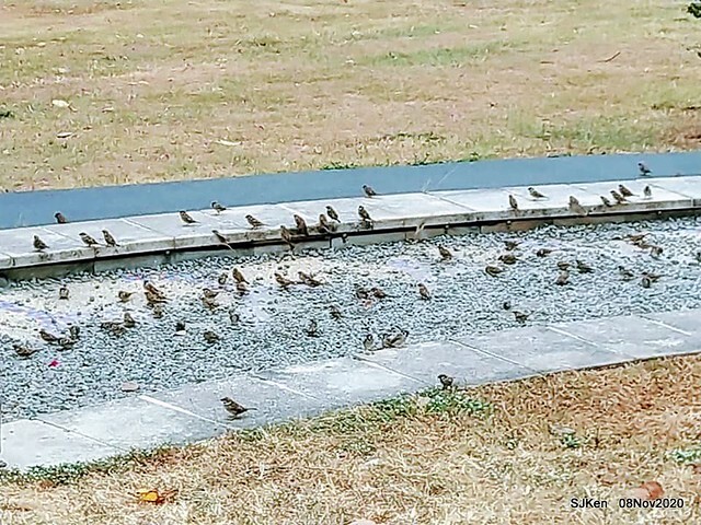 Taichung city plaza park , Taichung, Middle Taiwan, SJKen, Nov 8, 2020.