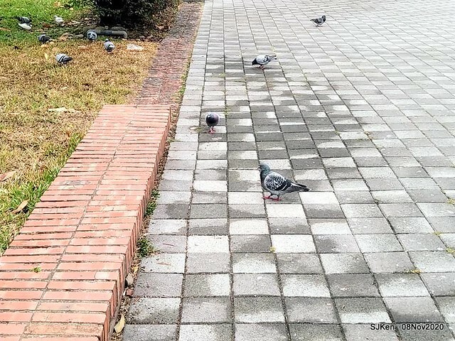 Taichung city plaza park , Taichung, Middle Taiwan, SJKen, Nov 8, 2020.