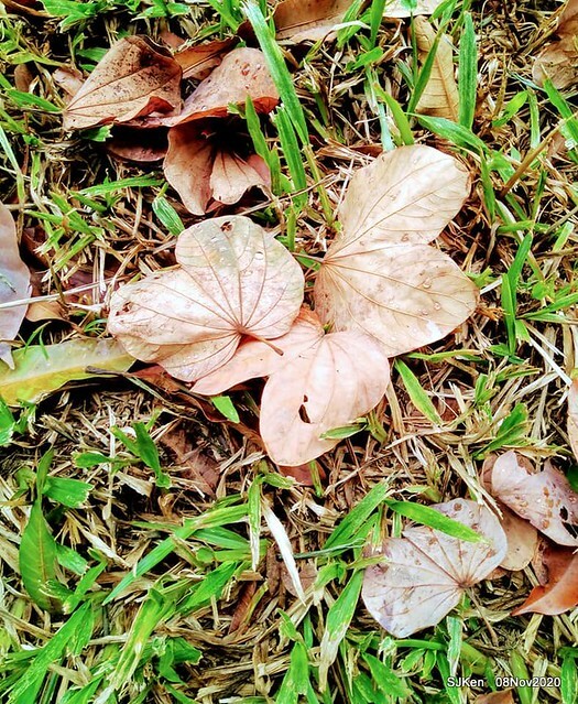 Taichung city plaza park , Taichung, Middle Taiwan, SJKen, Nov 8, 2020.