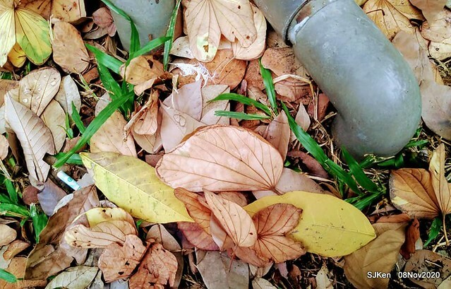 Taichung city plaza park , Taichung, Middle Taiwan, SJKen, Nov 8, 2020.