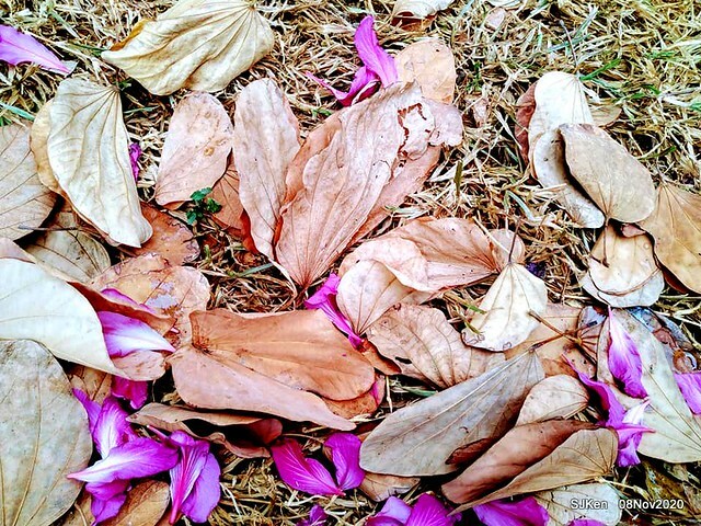 Taichung city plaza park , Taichung, Middle Taiwan, SJKen, Nov 8, 2020.