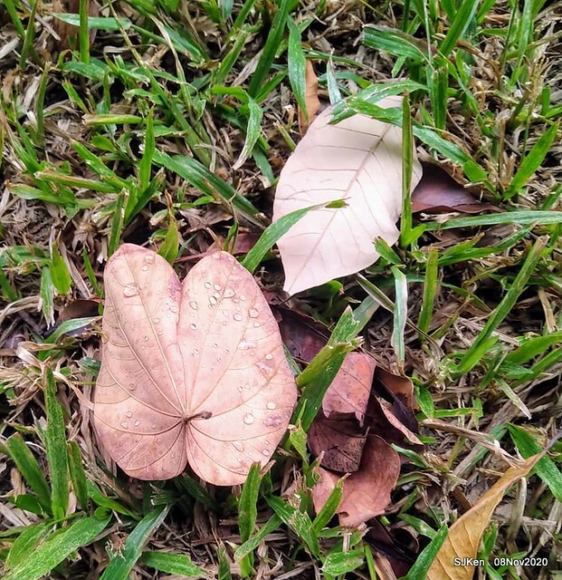 Taichung city plaza park , Taichung, Middle Taiwan, SJKen, Nov 8, 2020.