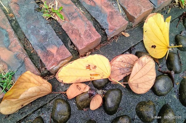 Taichung city plaza park , Taichung, Middle Taiwan, SJKen, Nov 8, 2020.